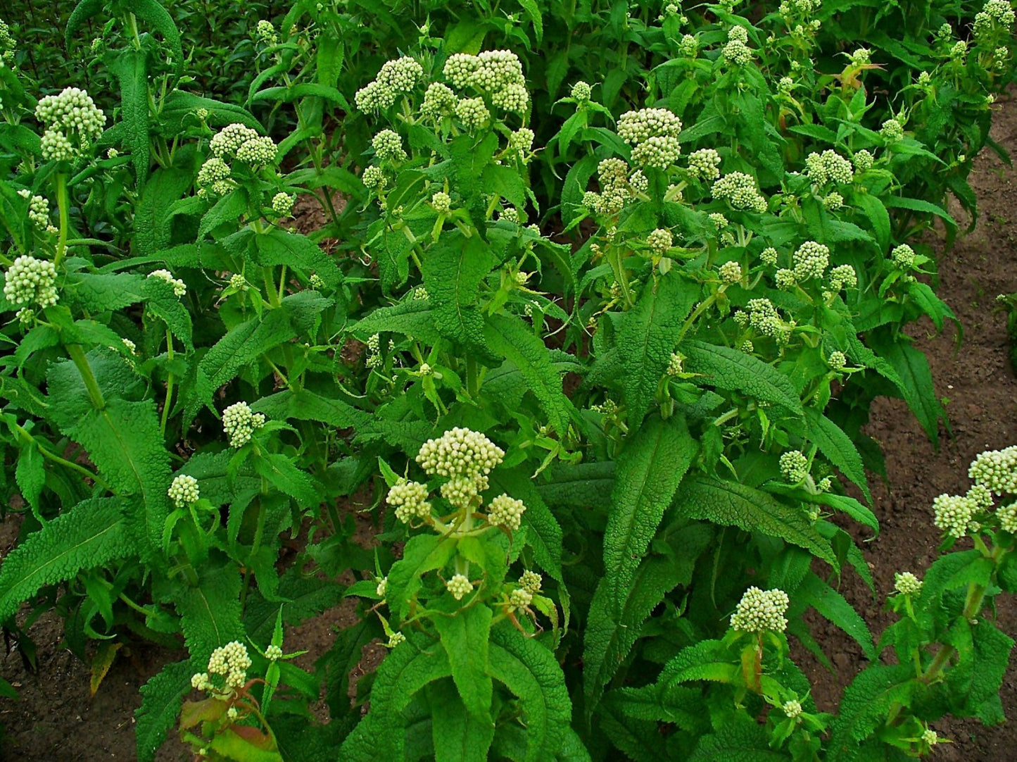 Boneset Eupatorium Perfoliatum 750 Seeds for Planting Perennial Flower Seeds