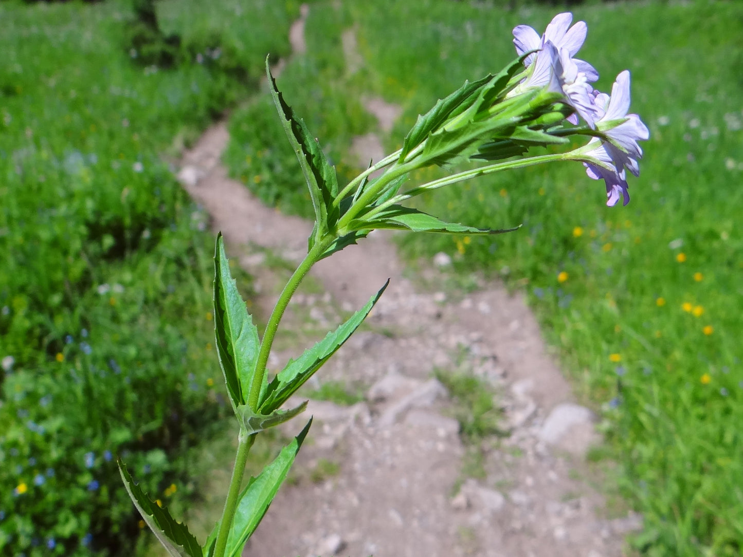 Fringed Willowherb Epilobium ciliatum ssp. glandulosum 500 Seeds for Planting Northern Willow Herb