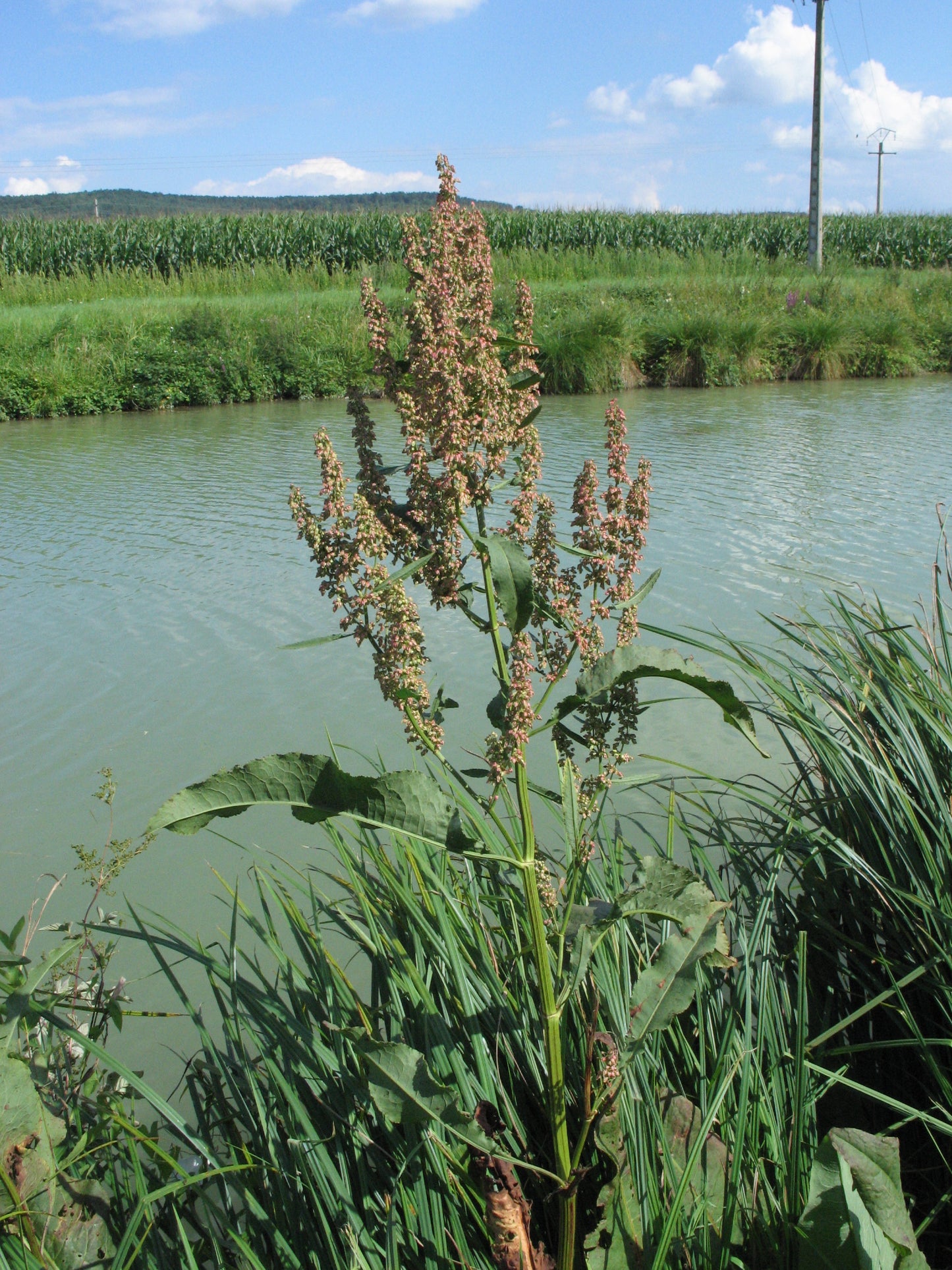 Great Water Dock Rumex hydrolapathum 100 Seeds for Planting