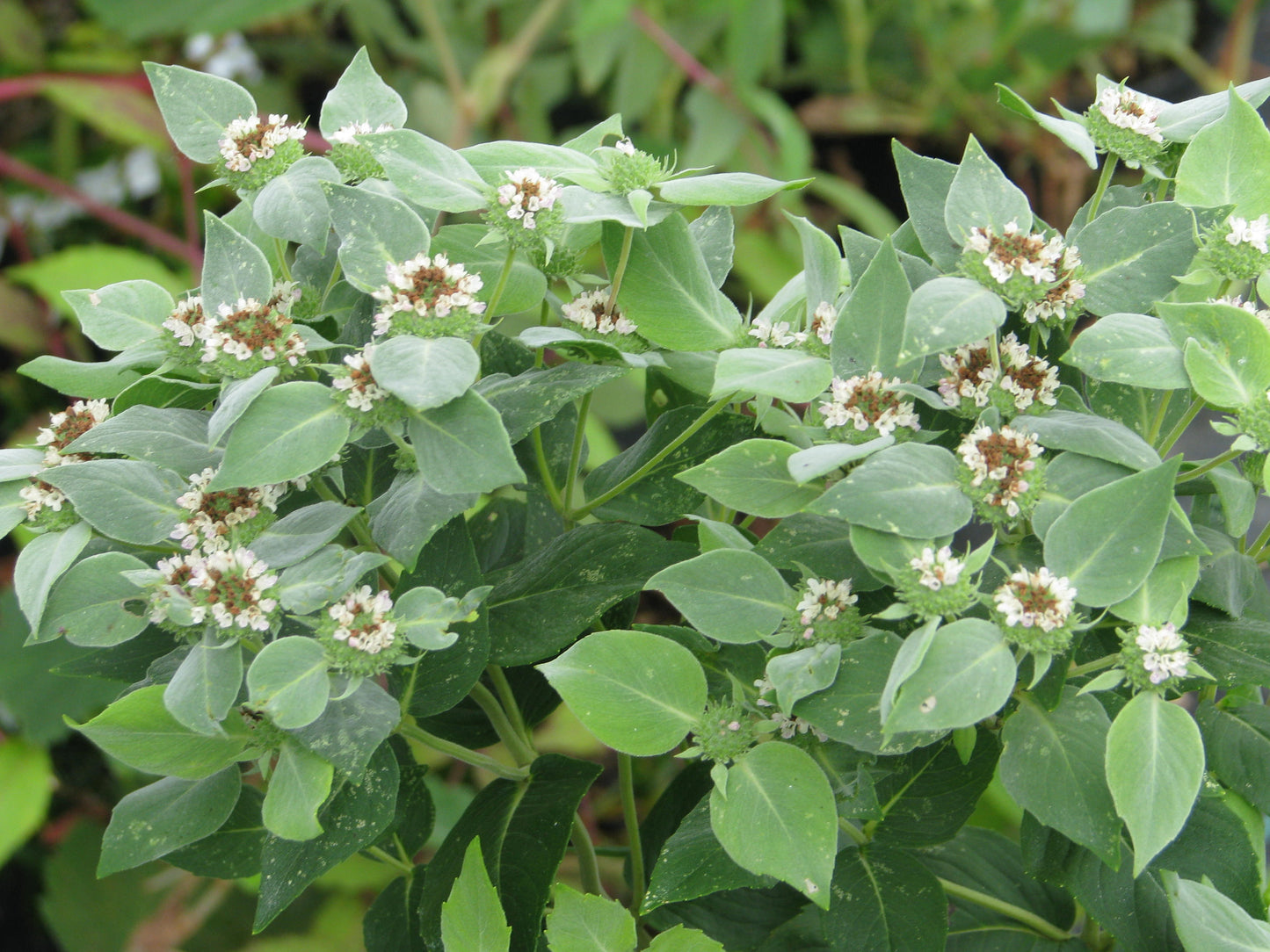 Clustered Mountain Mint Pycnanthemum muticum 150 Seeds for Planting