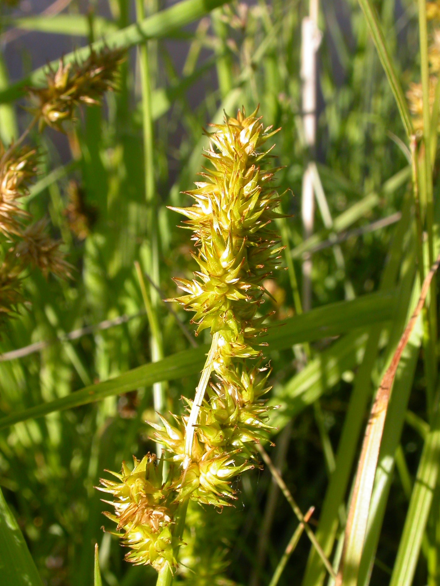 Awlfruit Sedge Carex stipata 750 Seeds for Planting