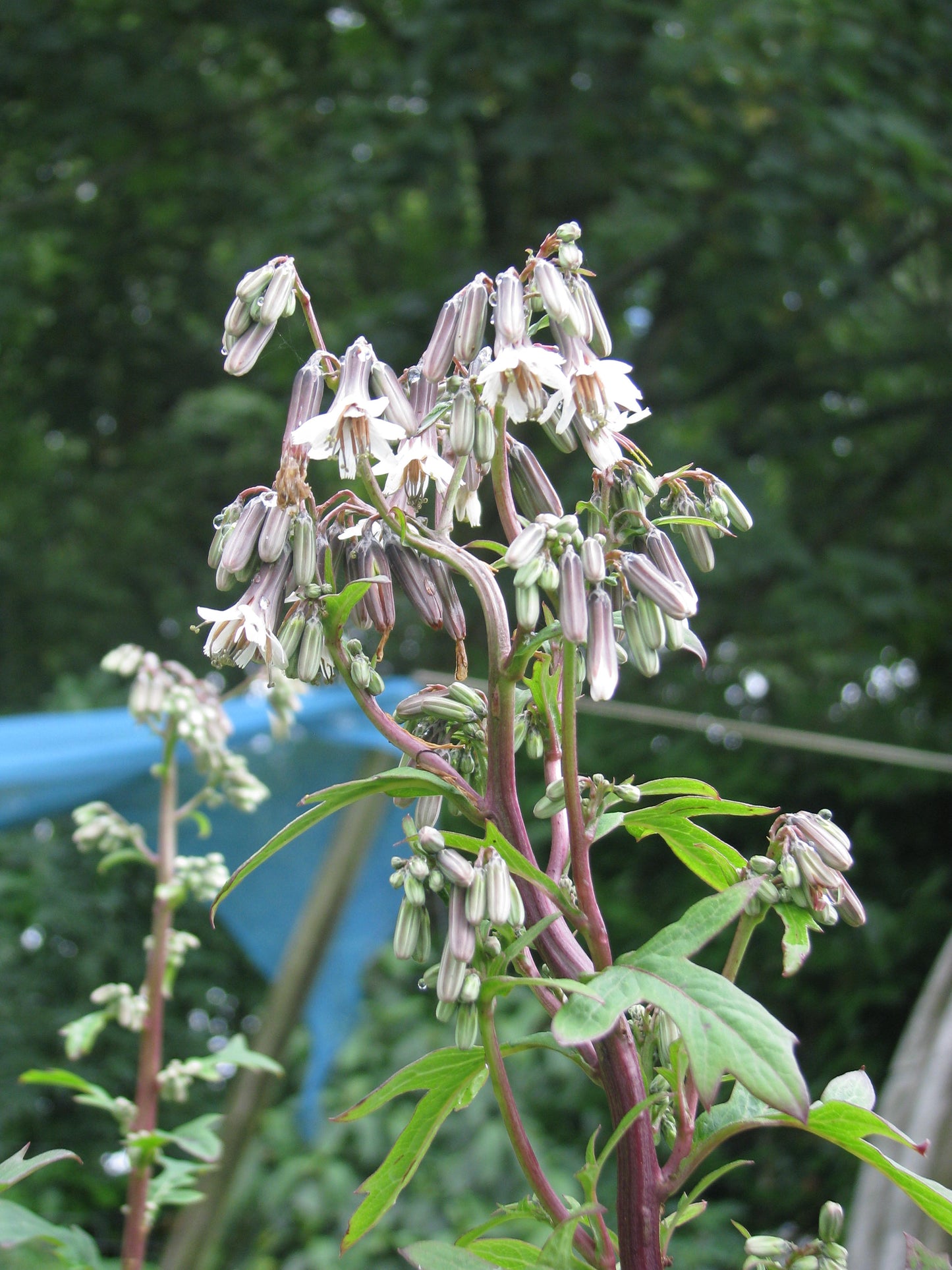 Lion's Foot Prenanthes alba 100 Seeds for Planting Biennial Perennial Flower Seeds