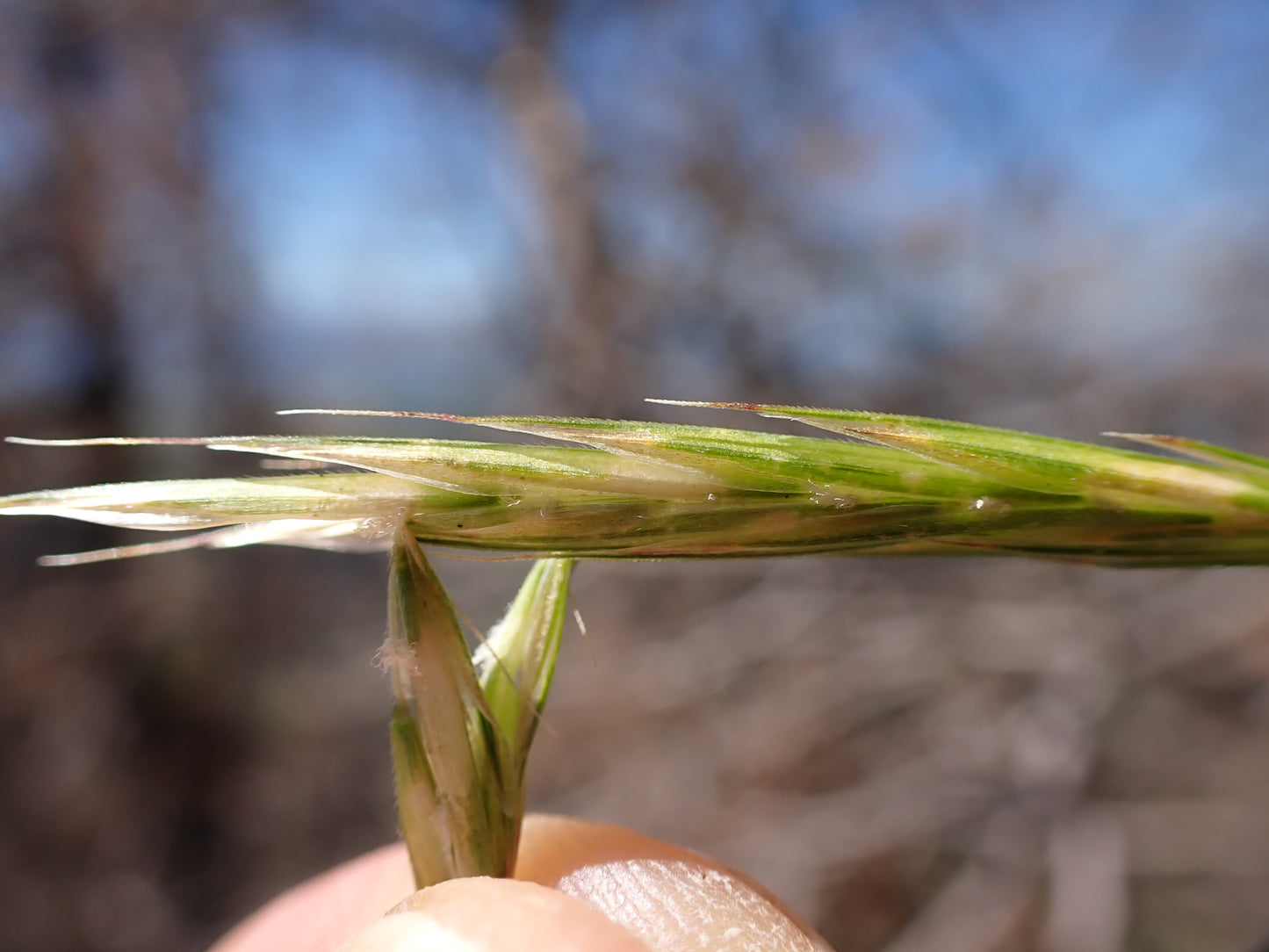Ear-leaved Brome Grass Bromus Latiglumis 300 Seeds for Planting
