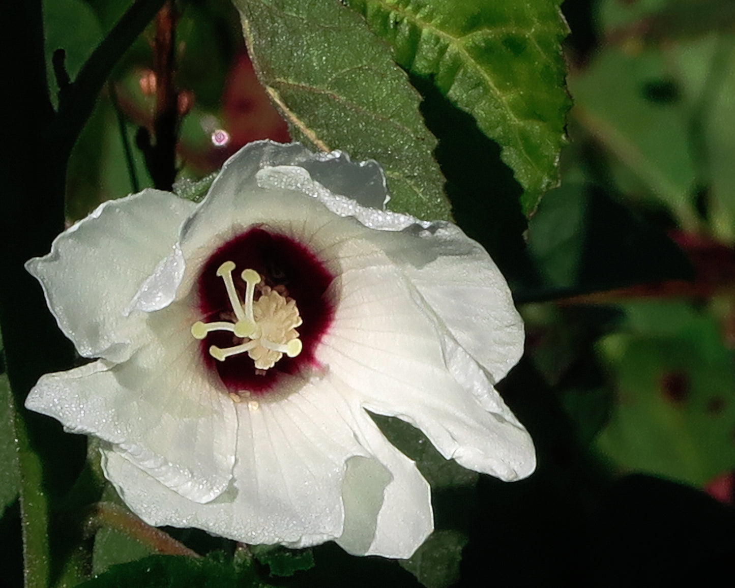 Hairy Rose Mallow Hibiscus Moscheutos 100 Seeds for Planting