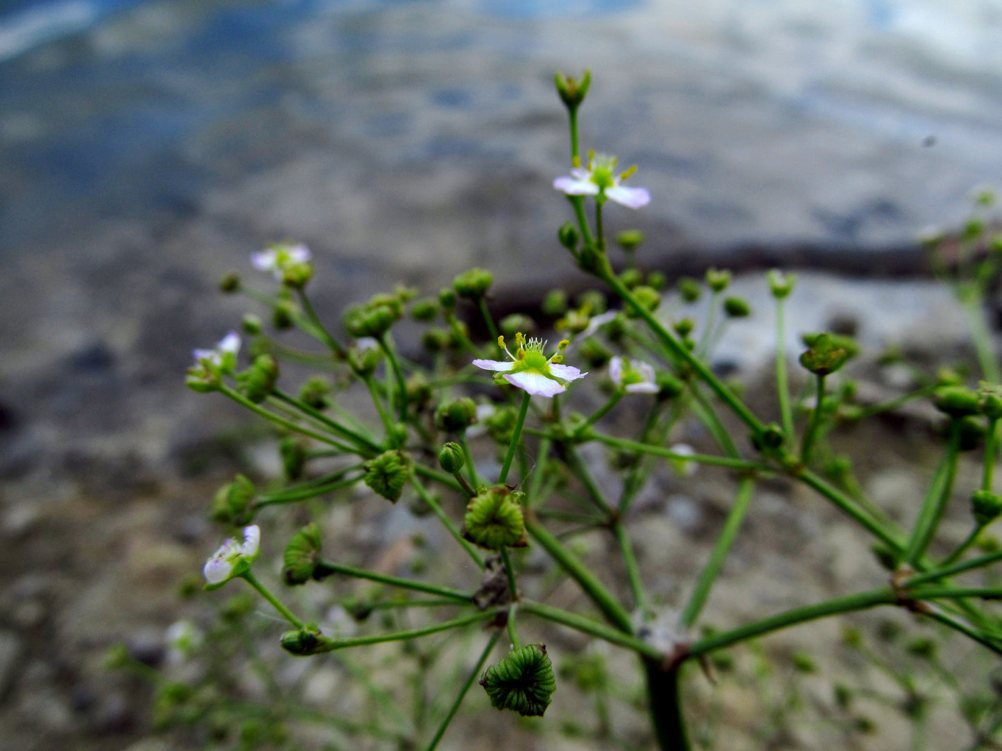 Large-Flowered Water Plantain Alisma Triviale 1000 Seeds for Planting Northern Water Plantain