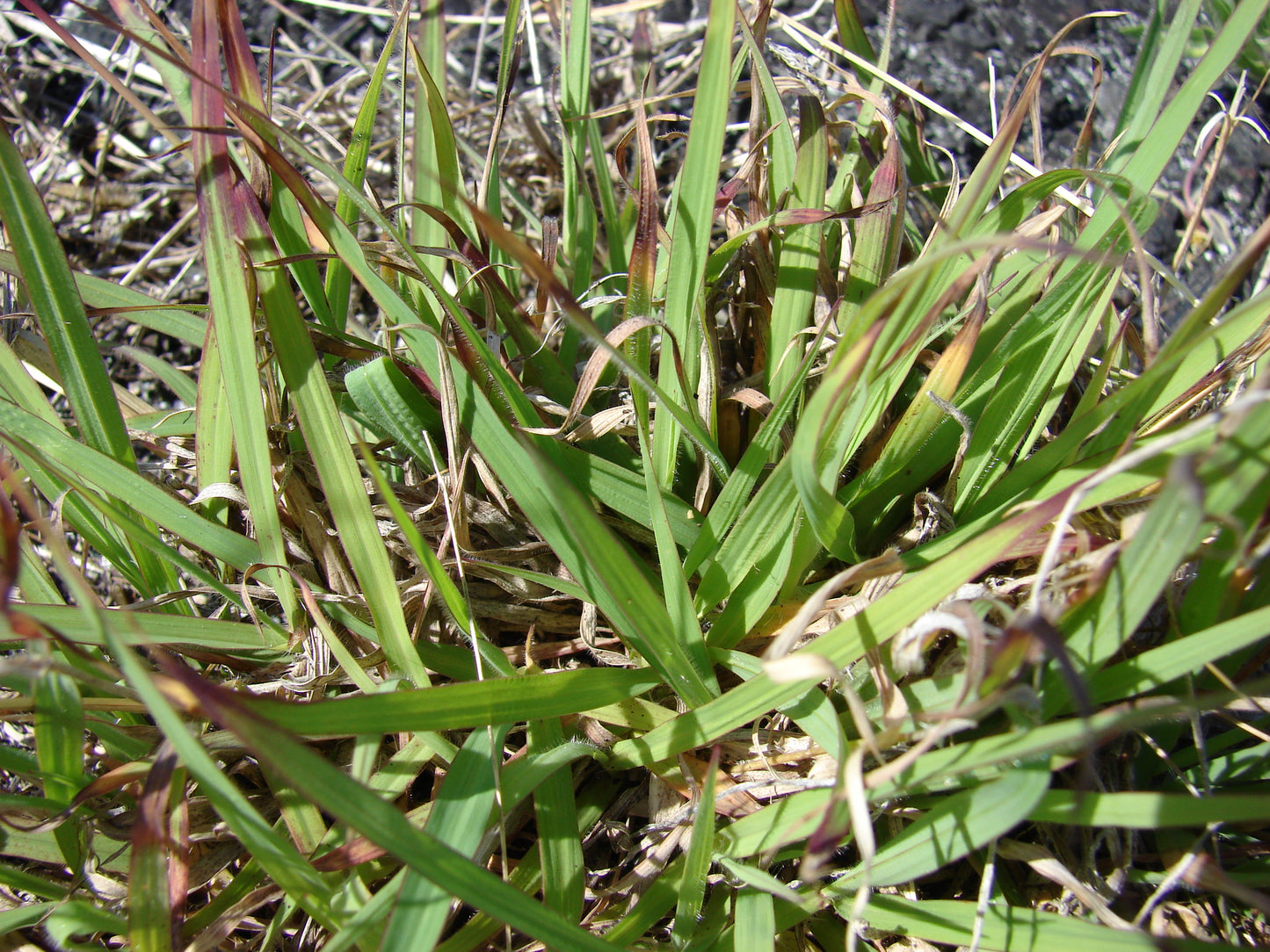 Hairy Lens Grass Paspalum Setaceum 300 Seeds for Planting