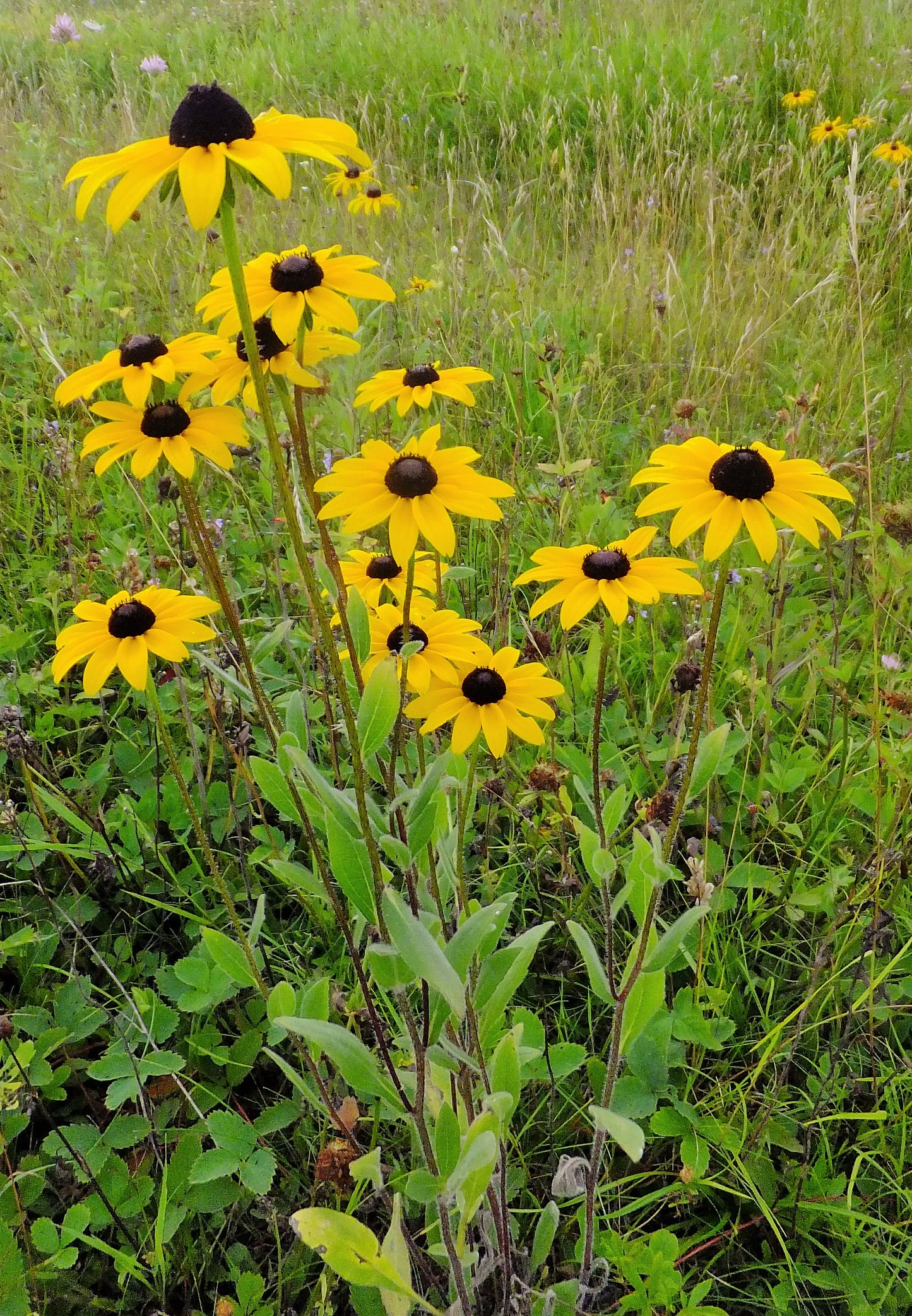 Black-eyed Susan Rudbeckia hirta 1000 Seeds for Planting