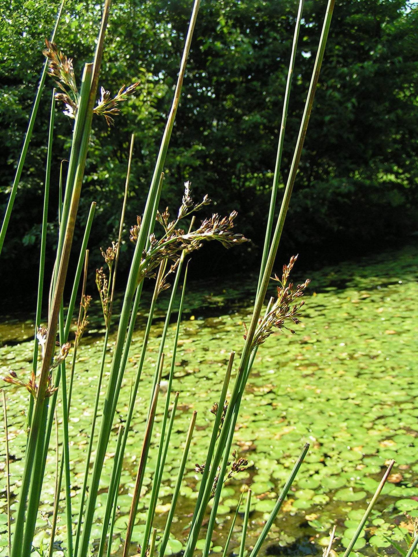 Inland Rush Juncus interior 1000 Seeds for Planting Common Rush