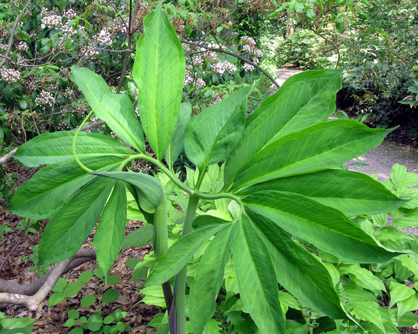 Green Dragon Arisaema Dracontium 5 Seeds for planting
