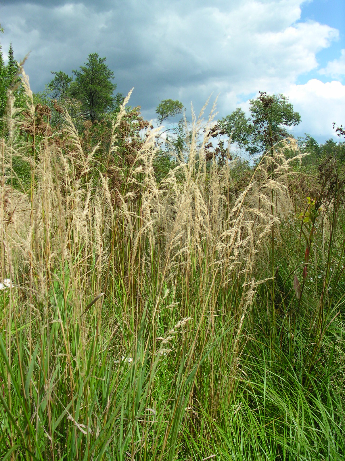 Blue Joint Grass Calamagrostis Canadensis 1000 Seeds for Planting