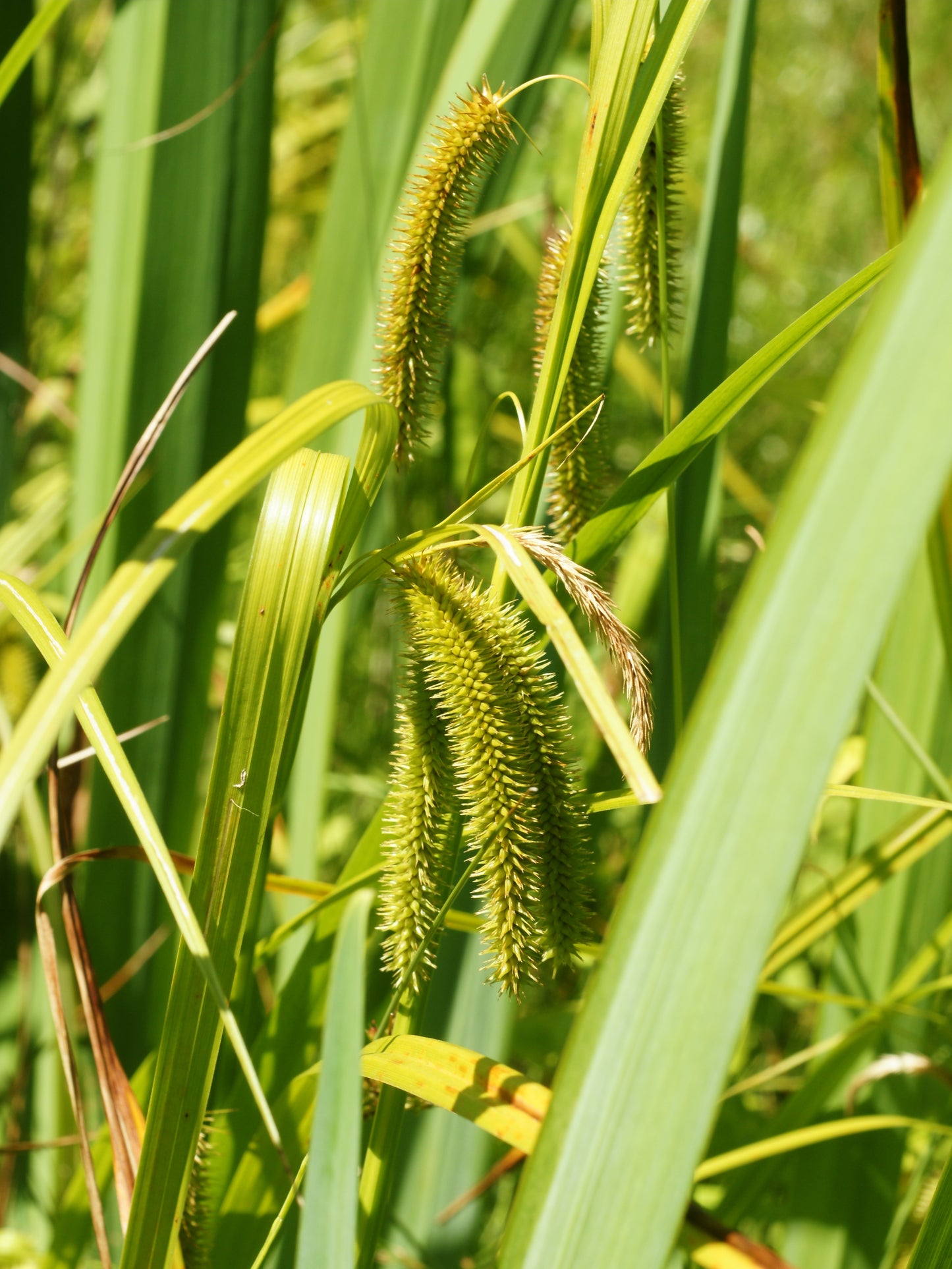 False Bristly Sedge Carex pseudocyperus 200 Seeds for Planting