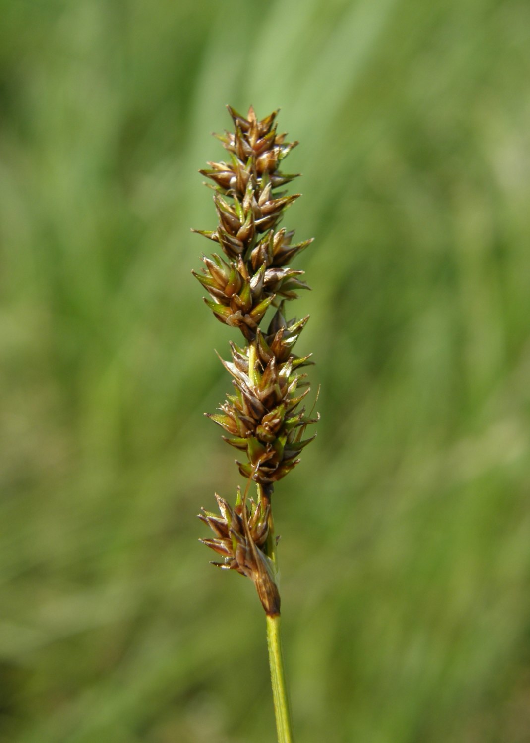 Bog Panicled Sedge Carex Diandra 200 Seeds for Planting Lesser Tussock Sedge Seeds
