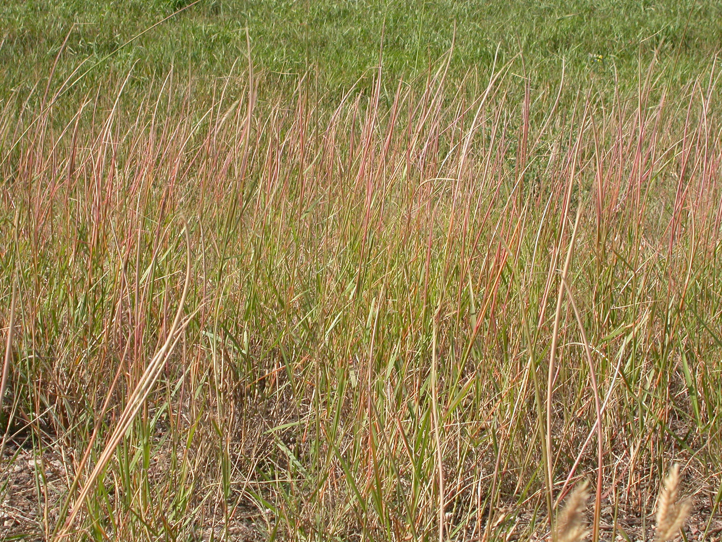 Sand Dropseed Sporobolus cryptandrus 1000 Seeds for Planting