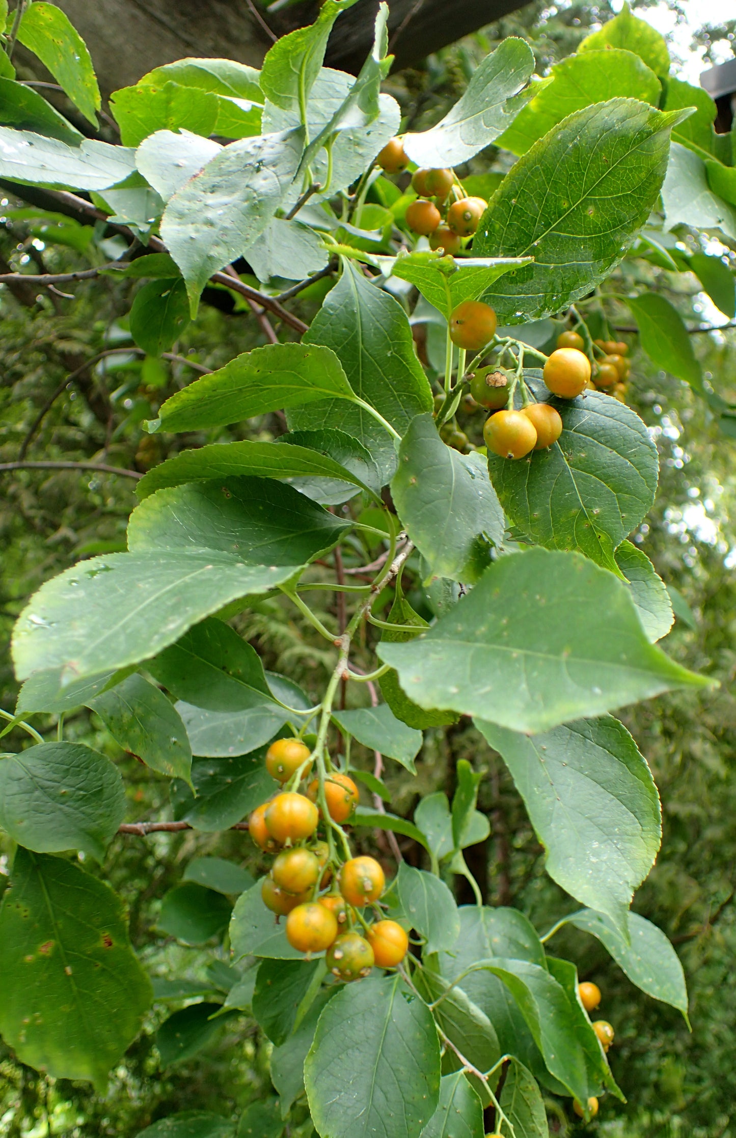 American Bittersweet Celastrus scandens 30 Seeds for Planting