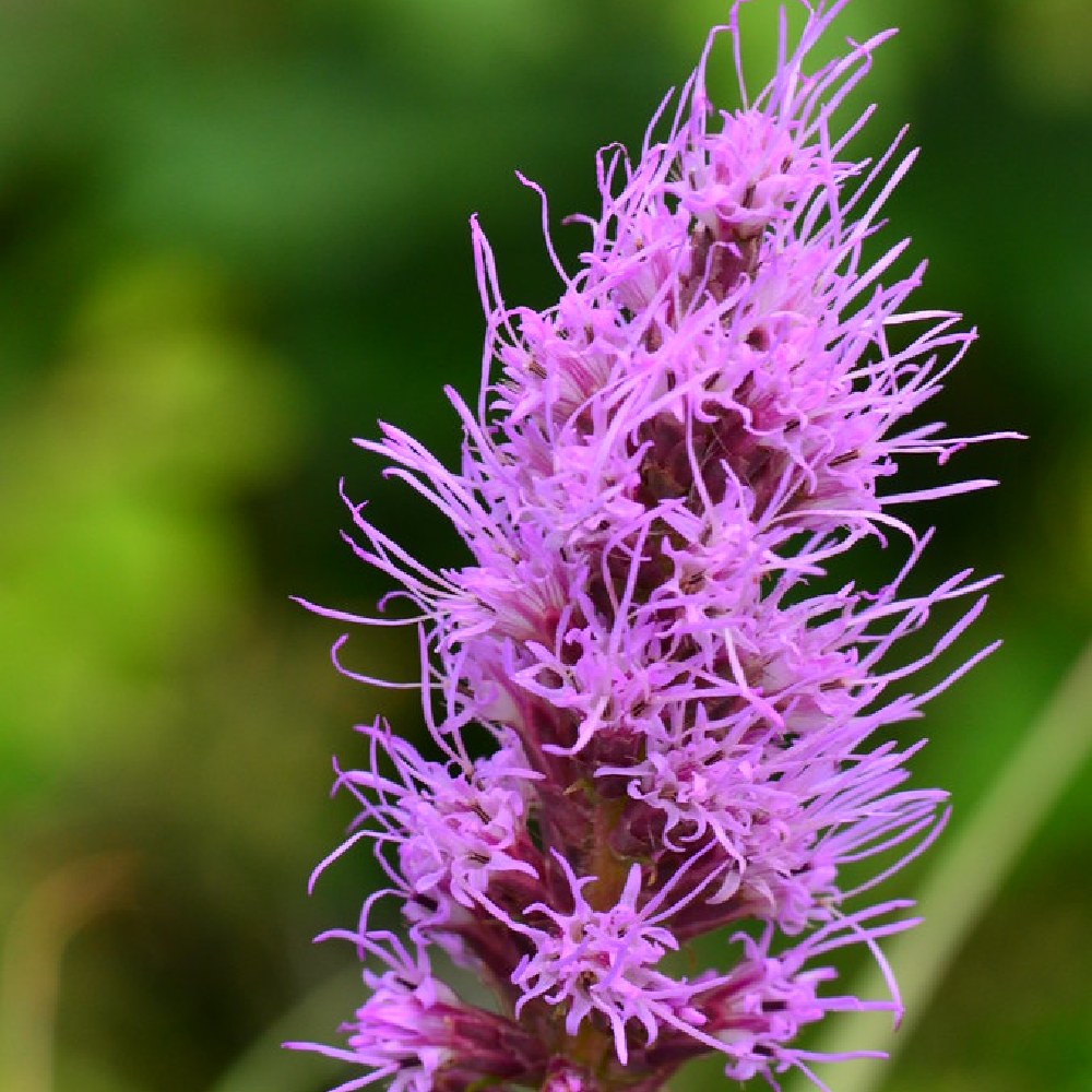 Bottlebrush Blazing Star Liatris Mucronata 90 Seeds for Planting