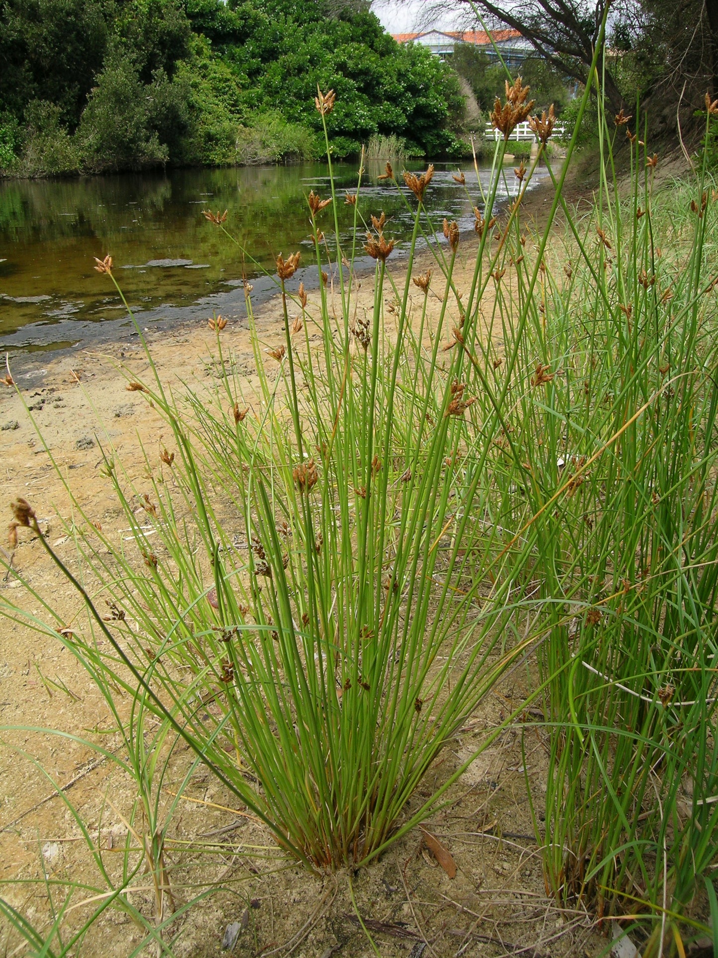 Fringed Sedge Carex crinita 500 Seeds for Planting