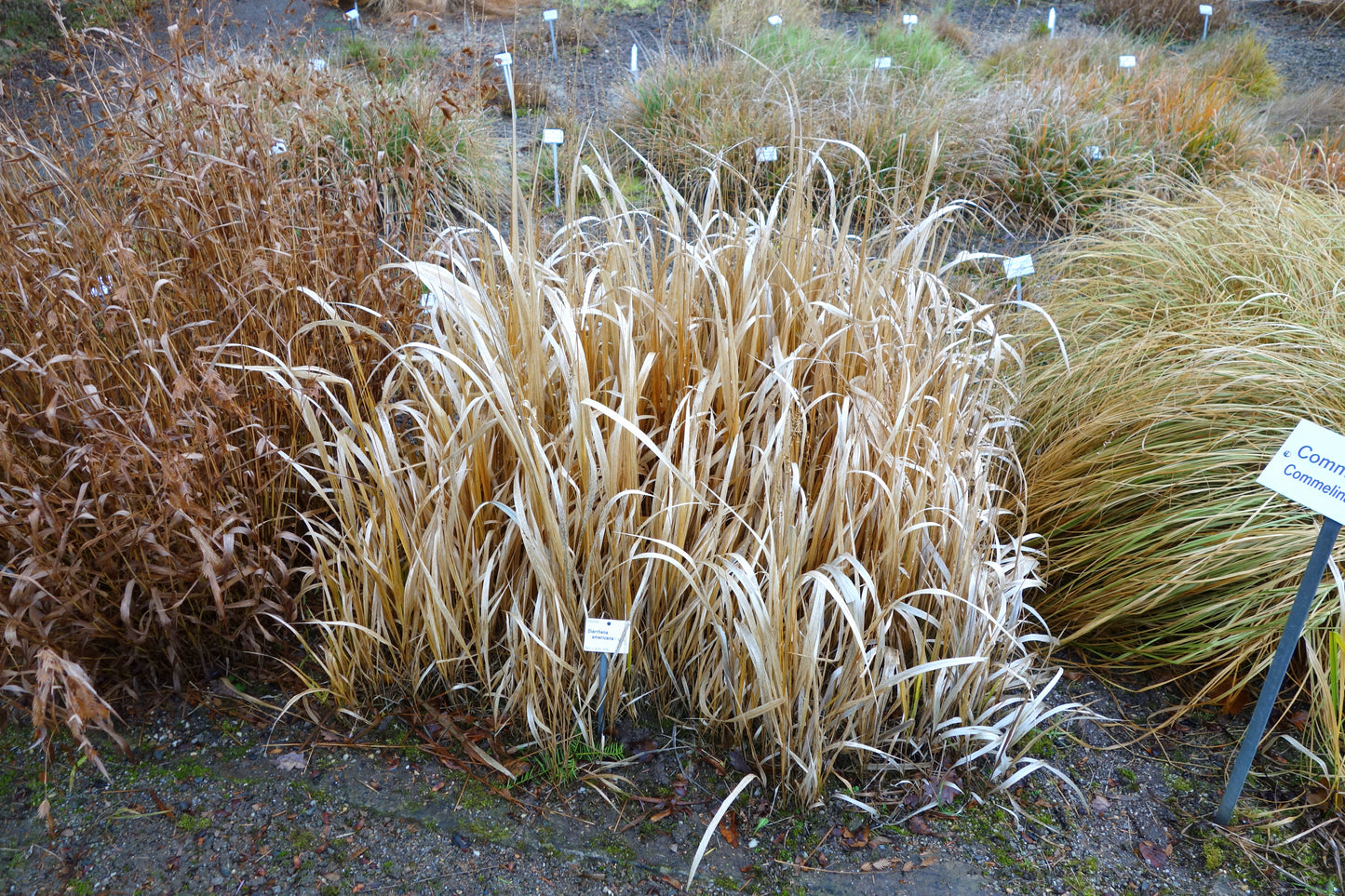 American Beak Grass Diarrhena Americana 100 Seeds for Planting