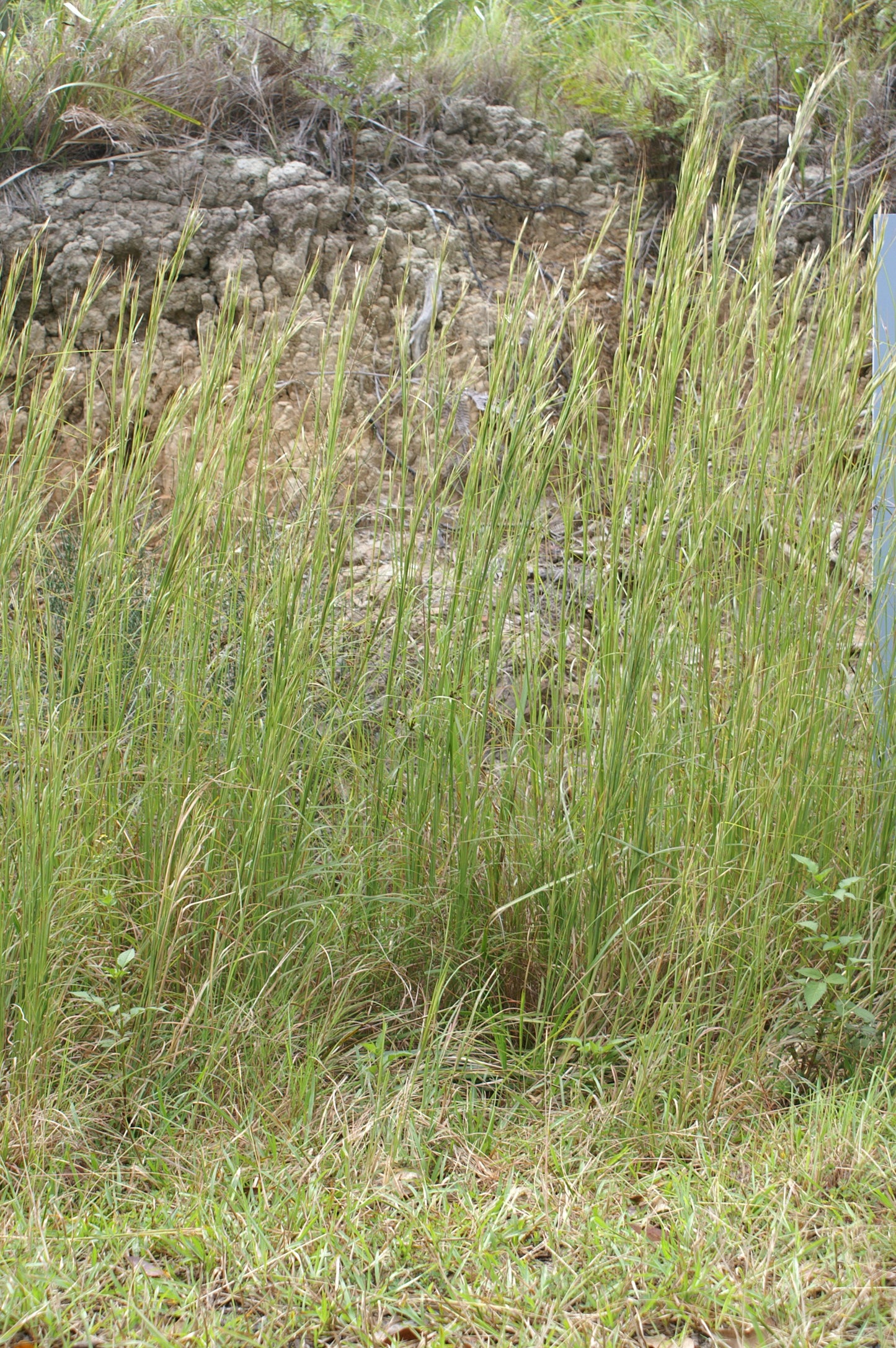 Broomsedge Bluestem Andropogon Virginica 500 Seeds for Planting