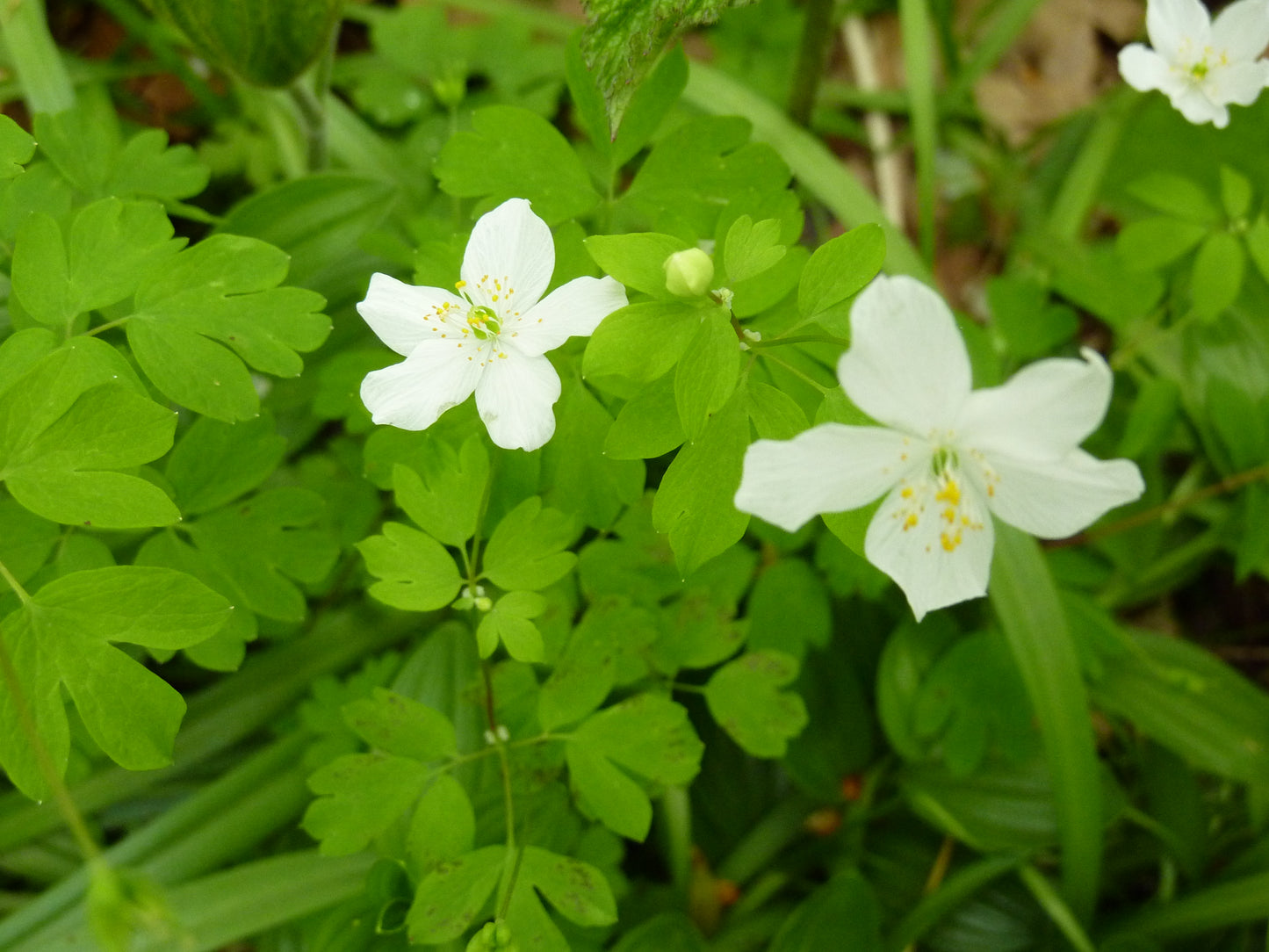 False Rue Anemone Isopyrum Biternatum 30 Seeds for Planting