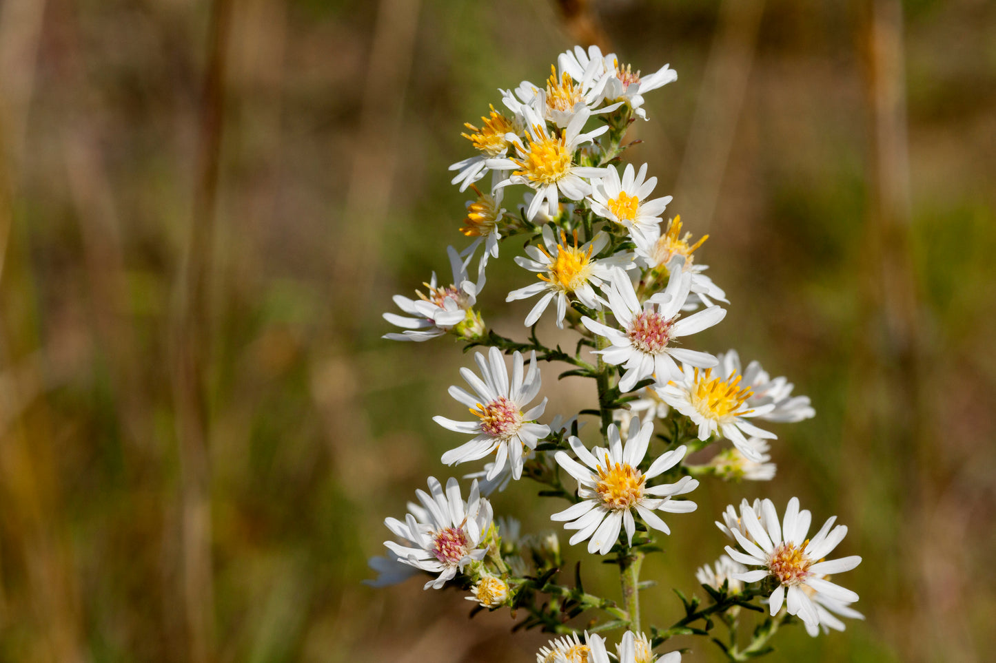 Heath Aster Symphyotrichum Ericoides 300 Seeds for Planting