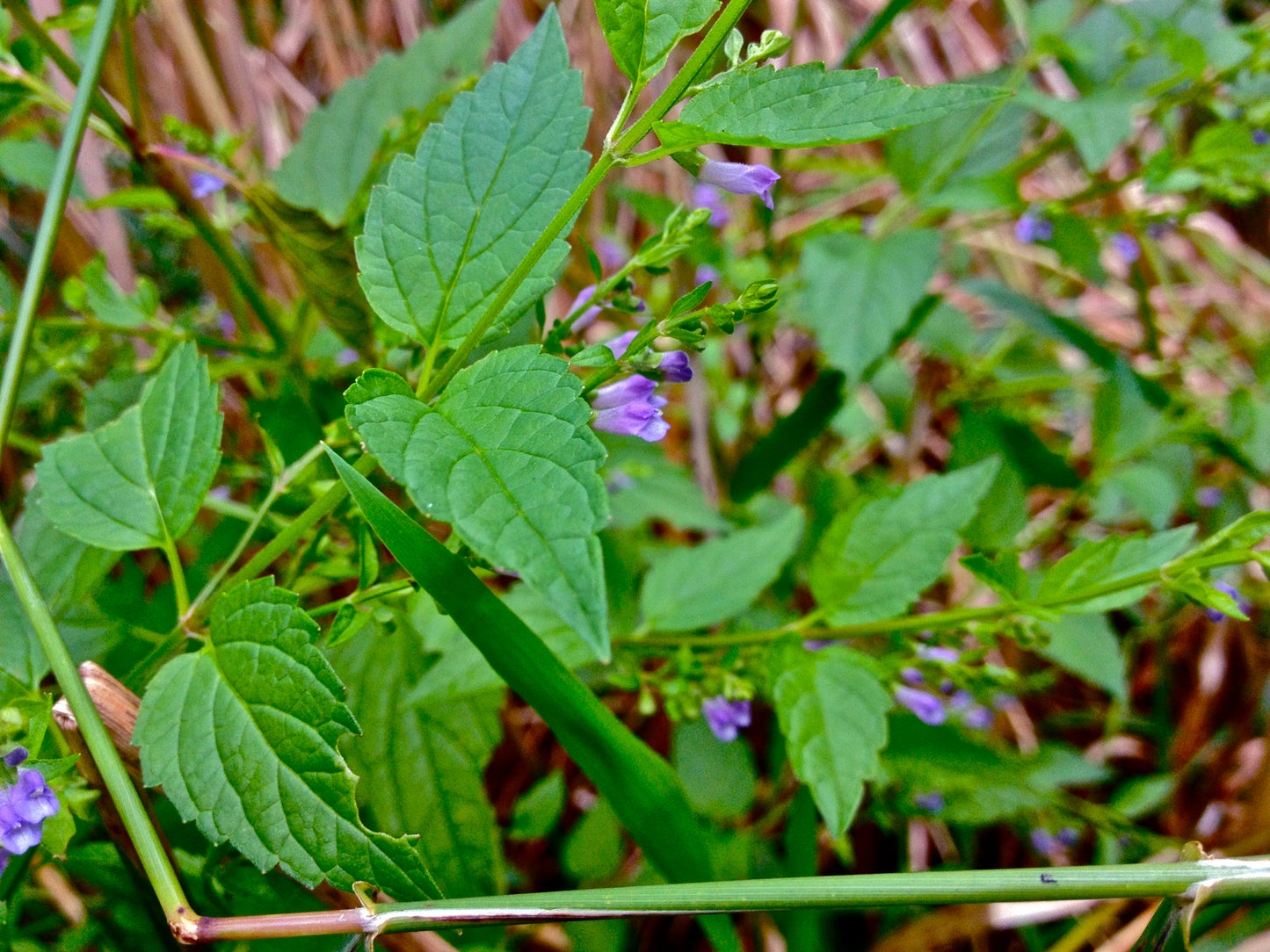 Mad-dog Skullcap Scutellaria Lateriflora 100 Seeds for Planting