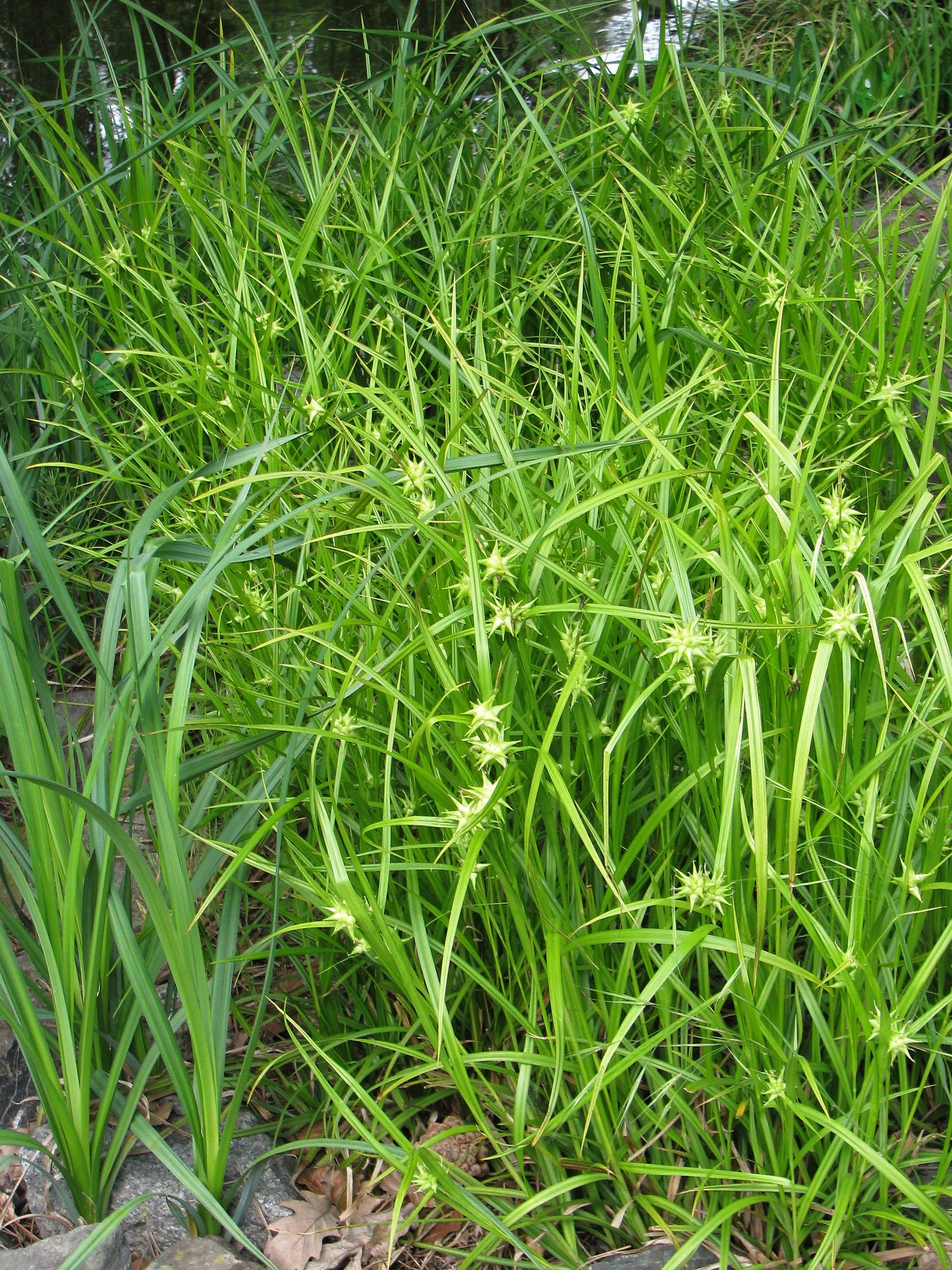 Common Bur Sedge Carex grayi 45 Seeds for Planting