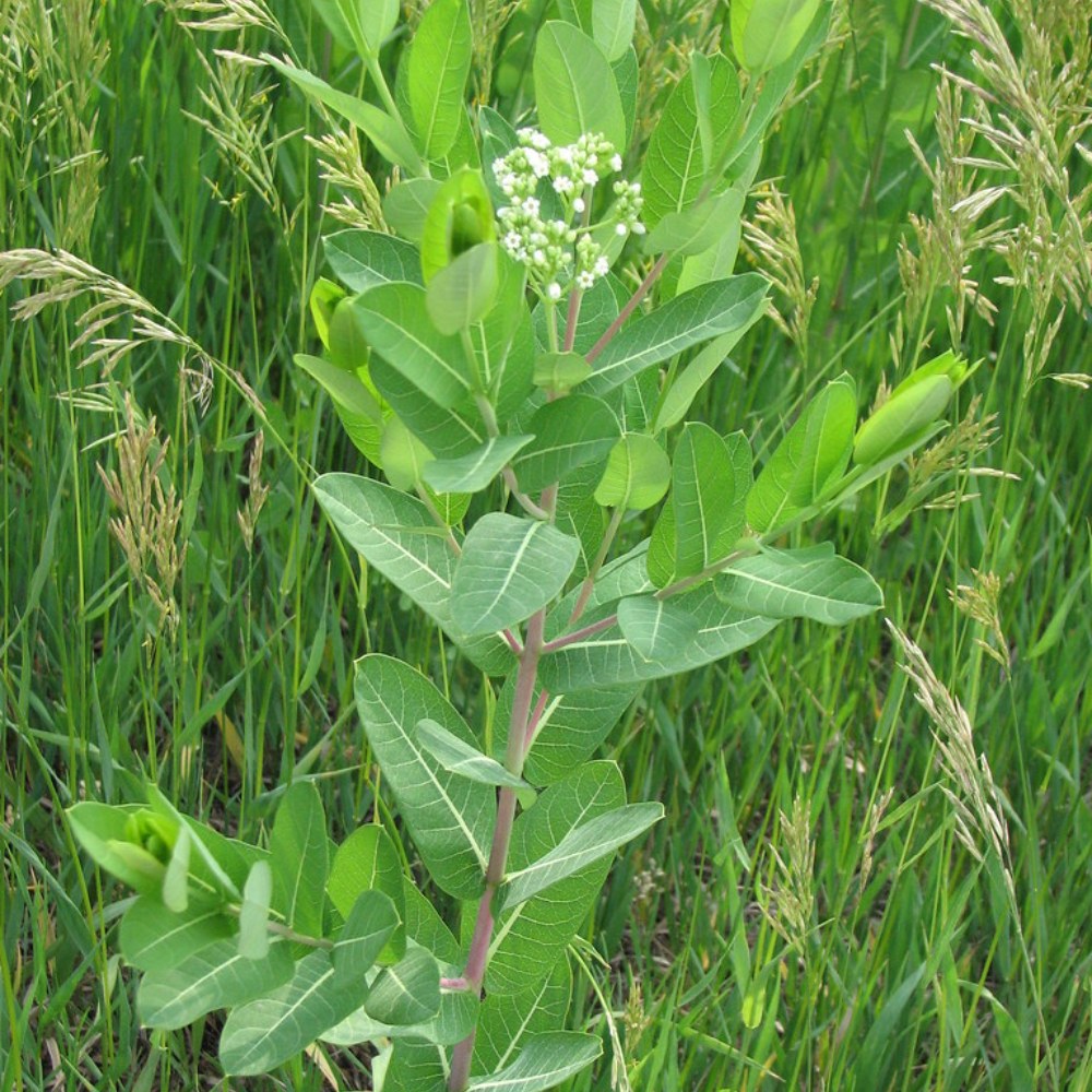 Clasping Dogbane Apocynum Sibiricum 75 Seeds for Planting