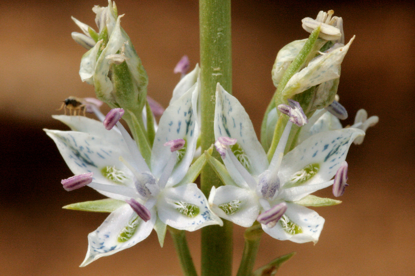 American Columbo Frasera Caroliniensis 20 Seeds for Planting Gentian Family