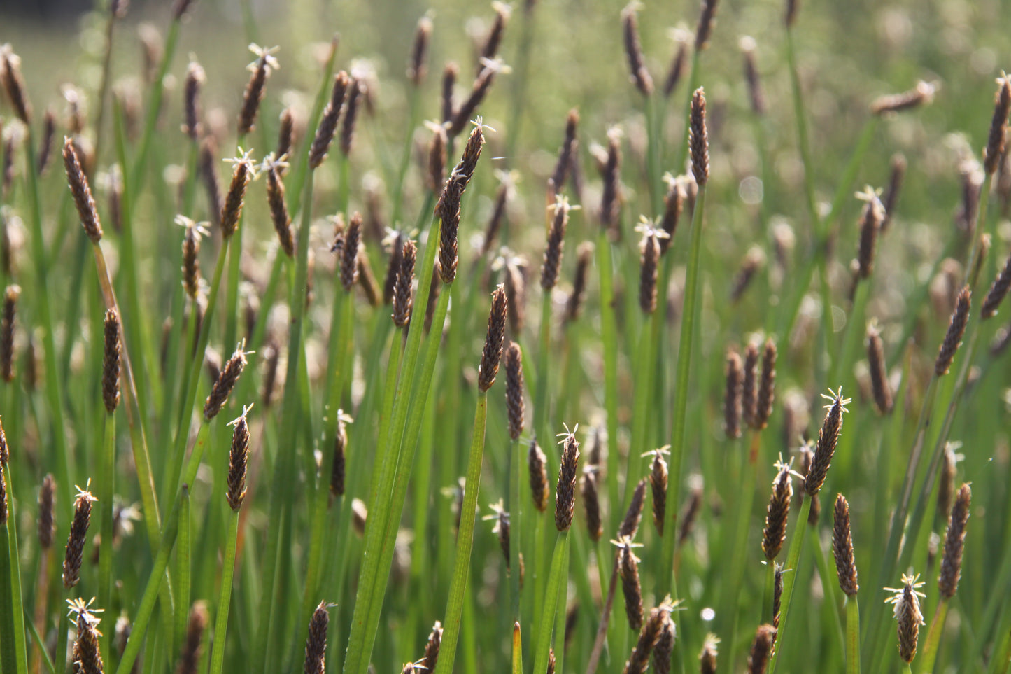 Great Spike Rush Eleocharis Palustris 500 Seeds for Planting