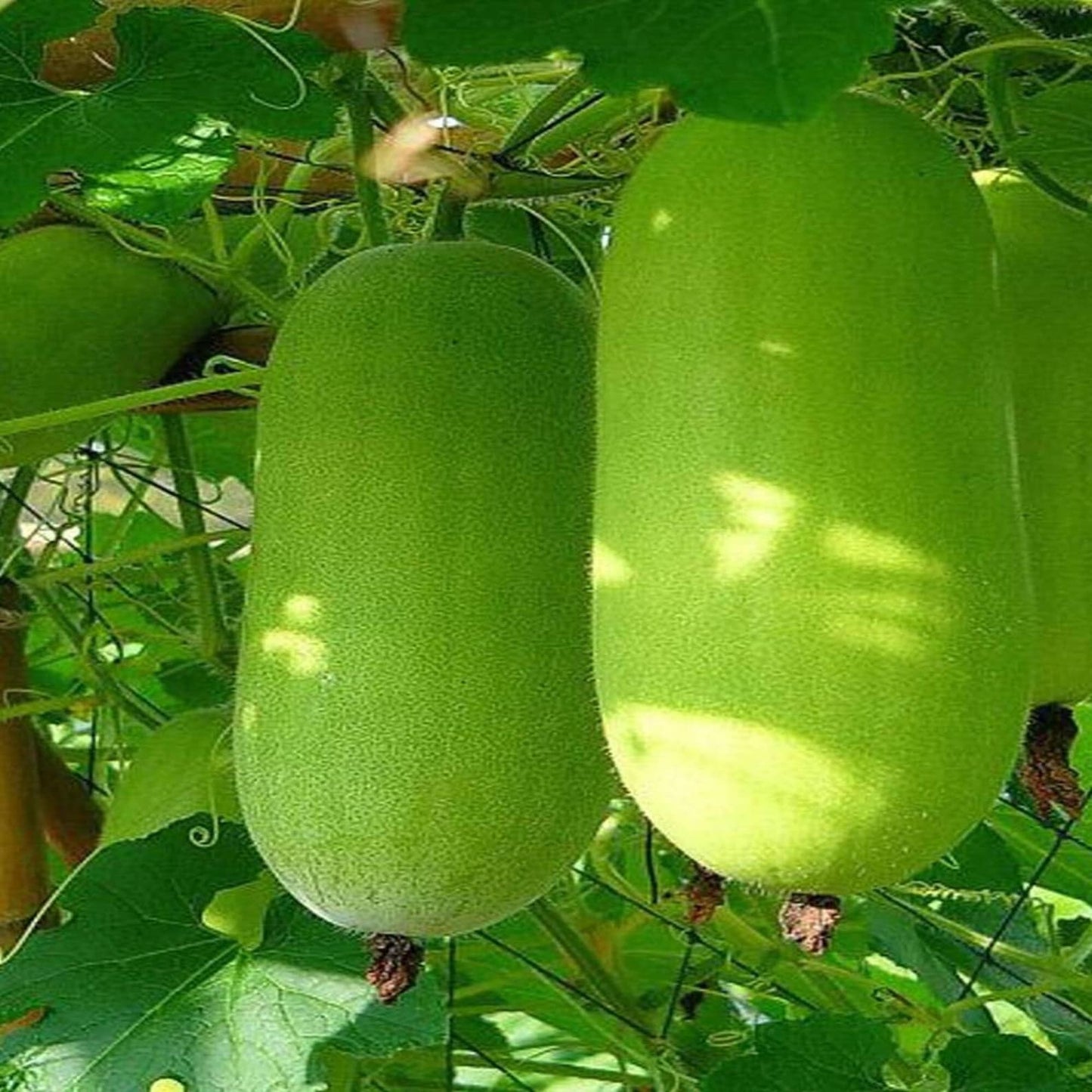 Wax Gourd Wintermelon 10 Seeds For Planting