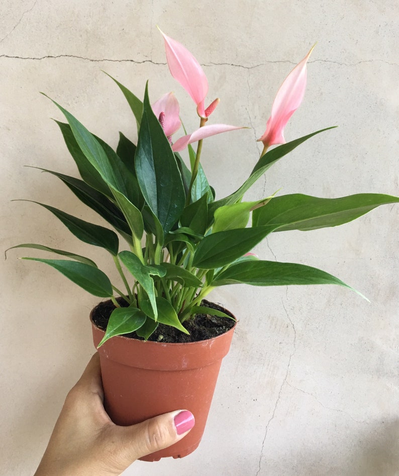 indoor pink lily plant 4” Live Anthurium Lily Pink Plant, Rare Houseplant, Easy Care Indoor P – Sejahtera Seeds and Bulbs