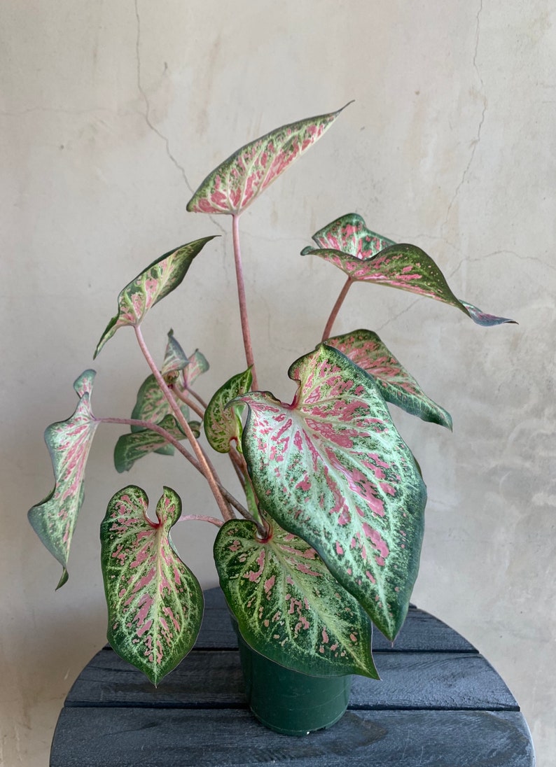 house plant that looks like caladium 4" Caladium Live Plant, Rare Houseplant in 4" Nursery Pot, Caladium bi – Sejahtera Seeds and Bulbs