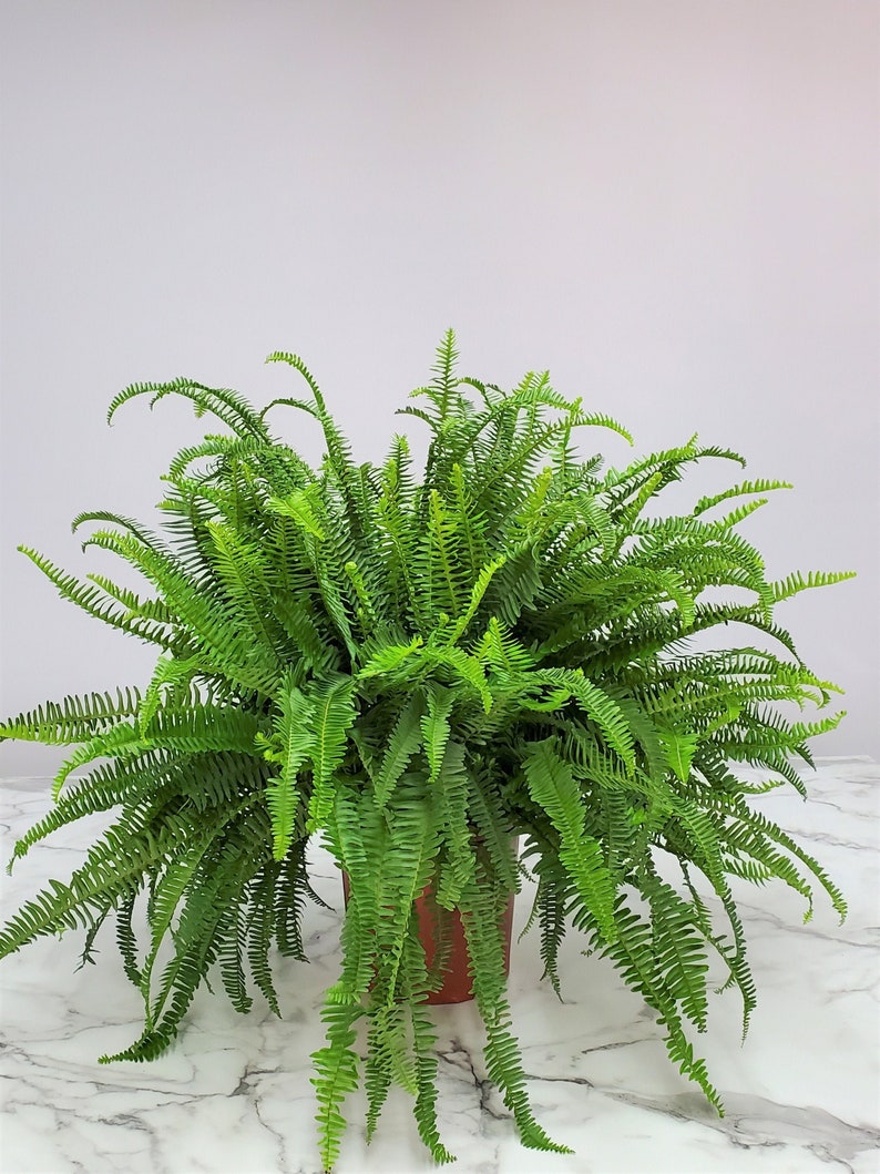 Live Kimberly Queen Fern Plant - Large 3 Gallon - Dark Green Fronds - Nephrolepis exaltata - Easy Care Indoor/Outdoor Fern