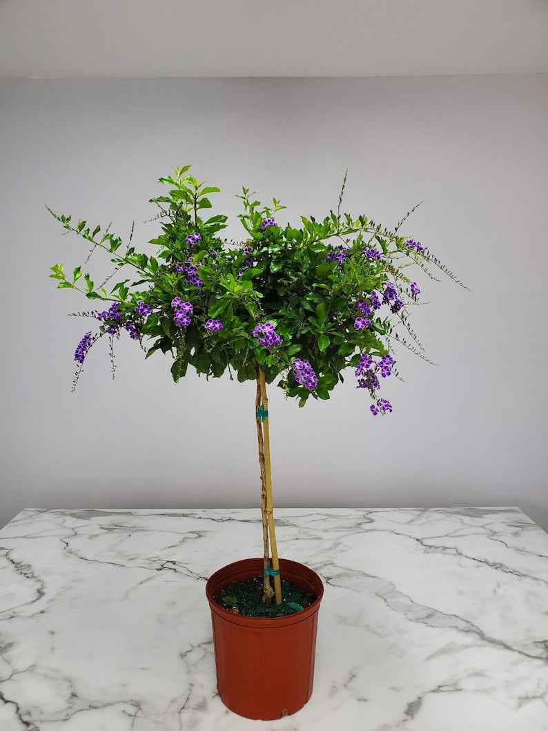 Duranta Purple Showers Tree - 3 Gallon Standard Flowering Tree - Duranta erecta - Tropical Plant for Garden and Landscape