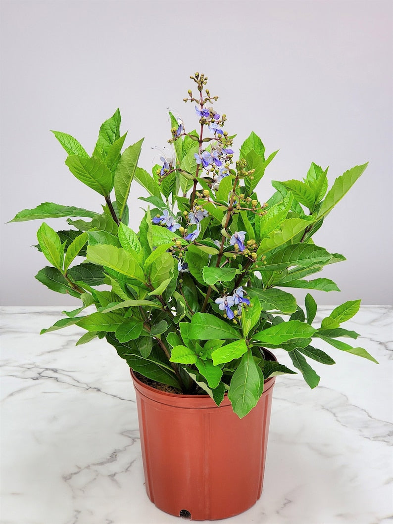 Butterfly Bush Live Plant 3 Gallon Claredendron Blue Flowering Tropical Shrub - Attracts Butterflies & Hummingbirds