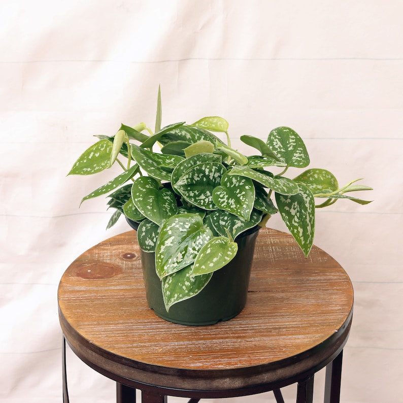 LIVE 6 Inch Silver Satin Scindapsus Pictus, Indoor Potted Plant, Velvet Leaves, Houseplant Gift for Plant Lovers