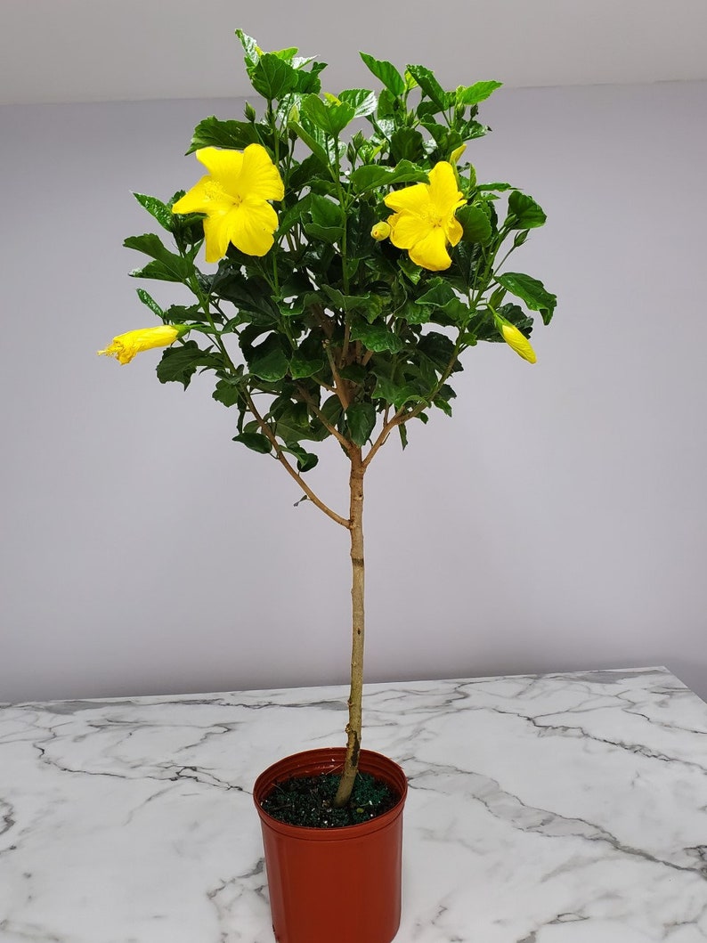 Yellow Hibiscus Tree Plant - 3 Gallon - Tropical Flowering Plant - Hibiscus rosa-sinensis - Attracts Hummingbirds & Butterflies