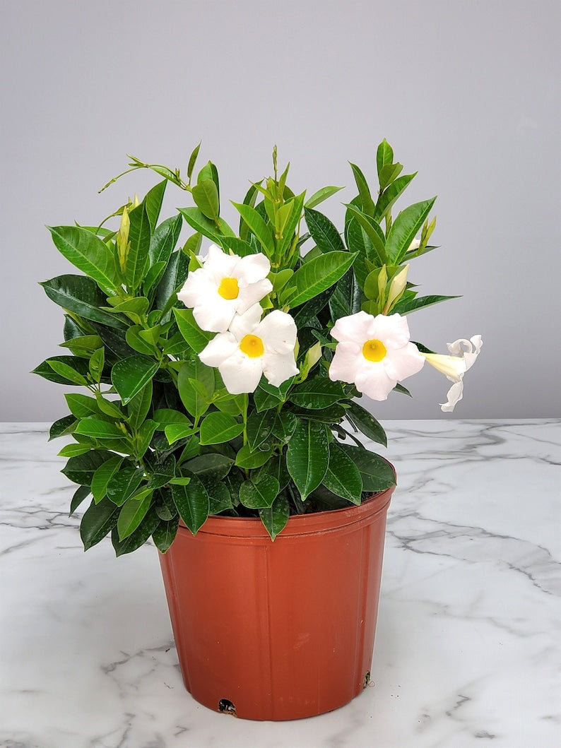 Dipladenia Plant Bush White - 3 Gallon Live Flowering Plant - Tropical Plant - Dipladenia spp. - Hummingbird Attractant