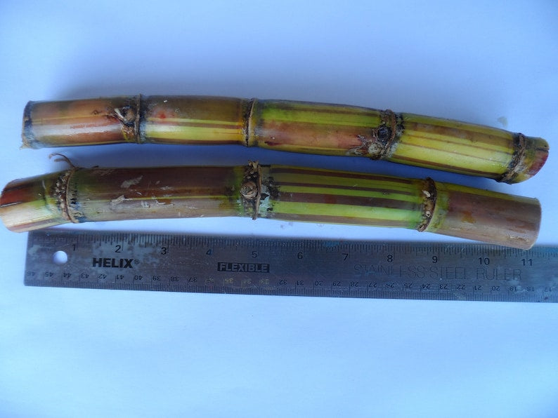 Striped Sugar Cane Seedlings - 2 Pack, Jamaican Striped Variety, Cana Dulce - Easy to Grow, Ideal for Planting or Juicing