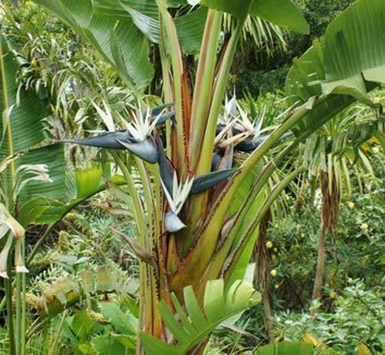 Giant White Bird of Paradise 2pk - 3 Inch Live Plants - Strelitzia Nicolai - Tropical Houseplant - Indoor/Outdoor Gardening