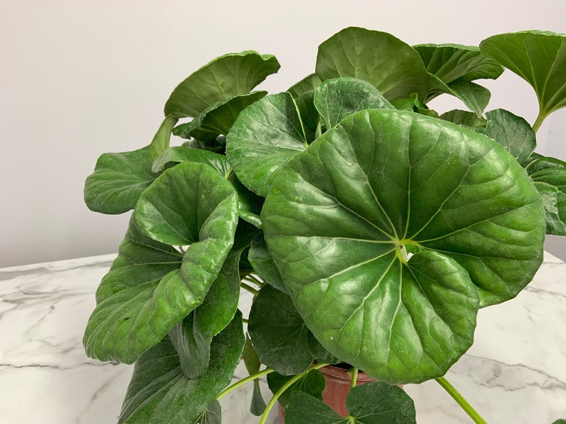 Tractor Seat Plant 3 Gallon - Farfugium Japonicum - Tropical Foliage - Easy Care - Bold Green Leaves - Live Houseplant