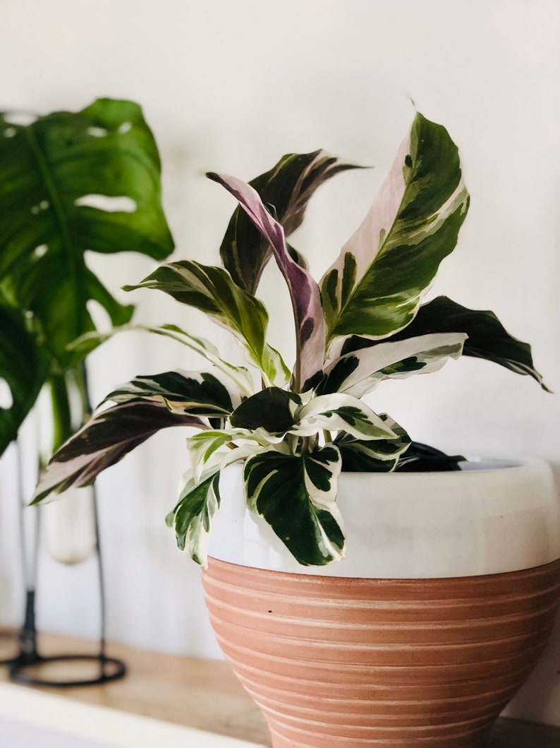 indoor peacock plant Calathea White Fusion Plant - Rare Peacock Plant - Multiple Sizes