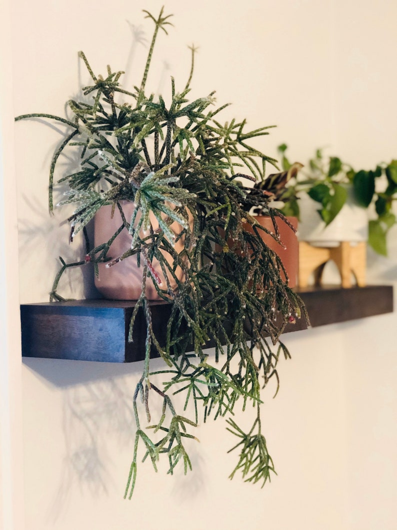 Rhipsalis Pilocarpa Cactus - Trailing Plant - Hairy Stemmed - Available in 3", 4", 5", 6" Sizes - Easy Care Indoor Plant