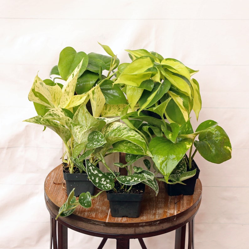 LIVE 5 Plant Collection - Pothos & Philodendron - Jade, Silver Satin, Brazilian, Marble Queen, Golden - Tropical Houseplants