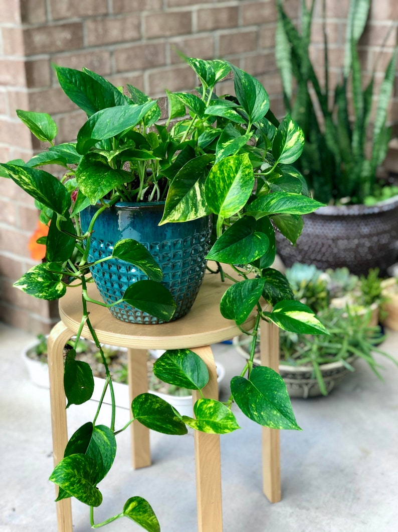 Golden Pothos Cuttings 4” Pot Easy Care Indoor Plant - Low Light Air Purifier - Epipremnum aureum