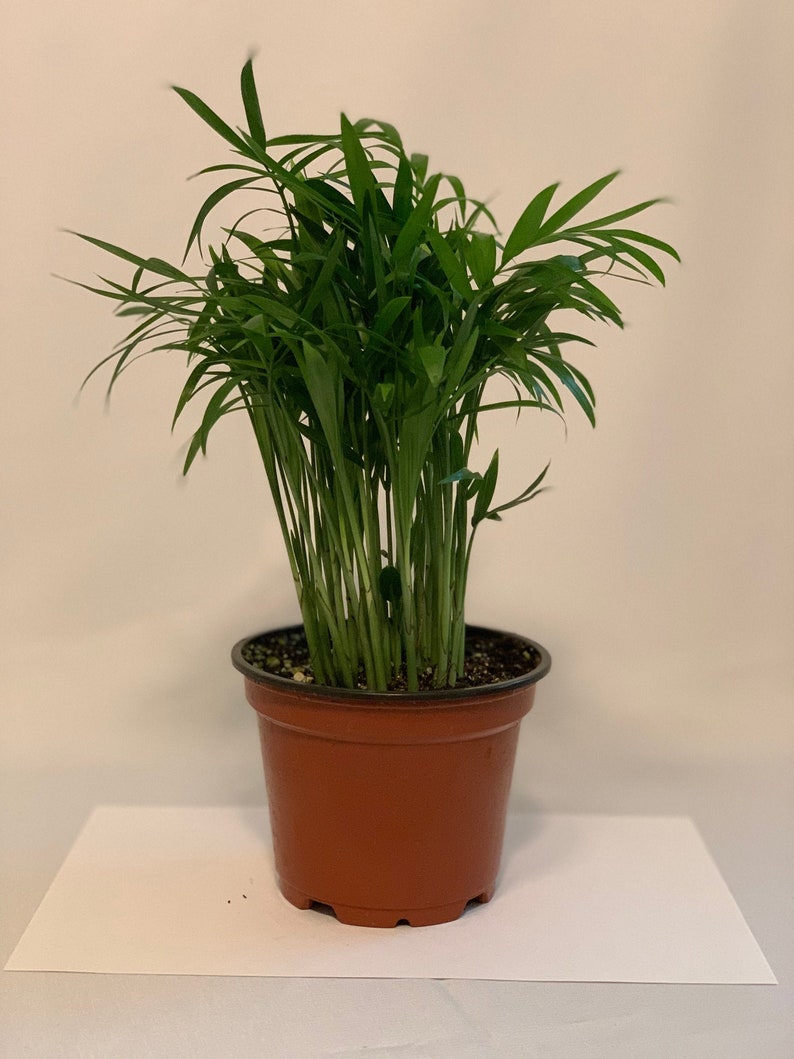 4 Inch Neanthe Bella Palm - Chamaedorea elegans - Parlor Palm, Miniature Fishtail Palm, Good Luck Indoor Plant