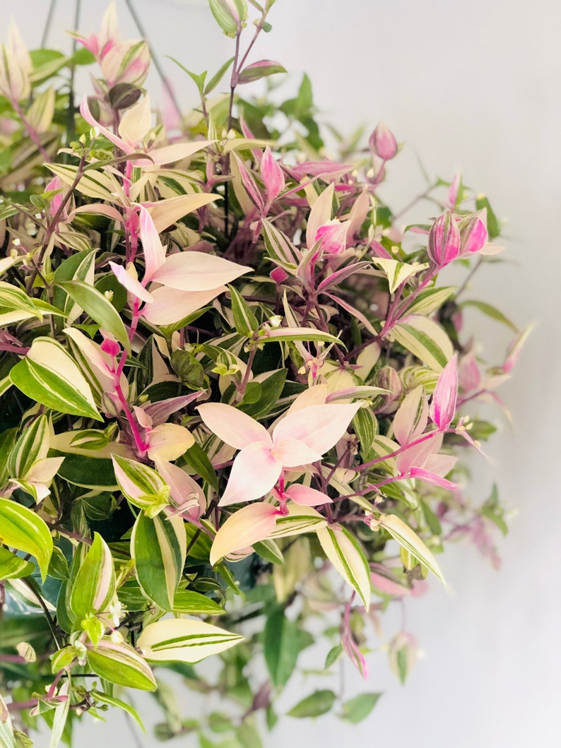 Tricolor Wandering Jew Plant - Rare Tradescantia Variegata - Indoor/Ou   Sejahtera Seeds and Bulbs