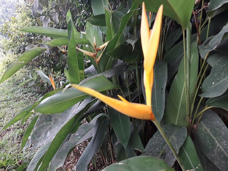 Yellow Bird of Paradise Rhizomes - 2 Live Rooted Tropical Plants - Heliconia - Free Shipping