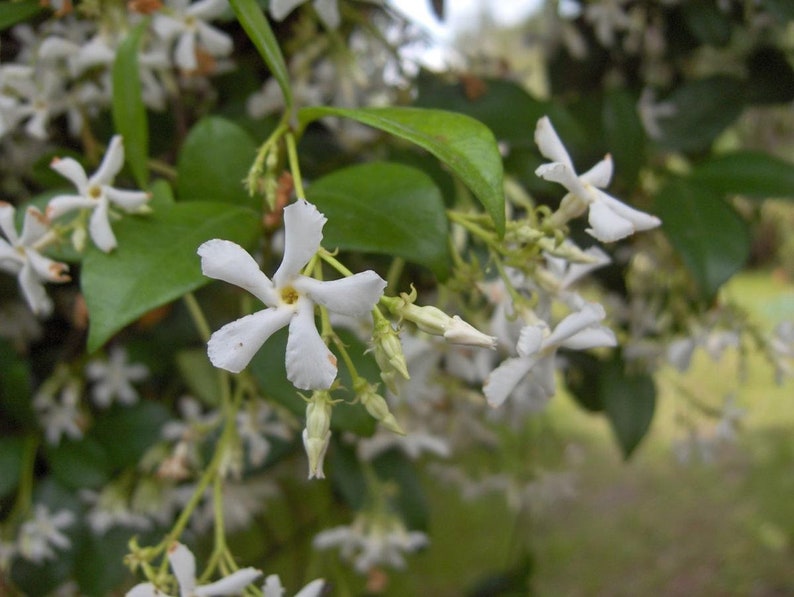 6 Pk - 2 Inch Star Jasmine Plants, Fragrant White Flowers, Trachelospermum Jasminoides, Evergreen Climbing Vine
