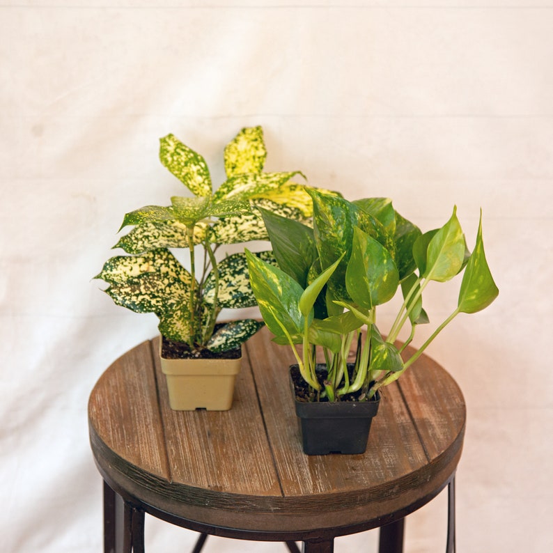 LIVE Florida Beauty & Golden Pothos Combo 3 Inch Pots - Epipremnum aureum - Perfect Indoor Plants for Gifts & Housewarming